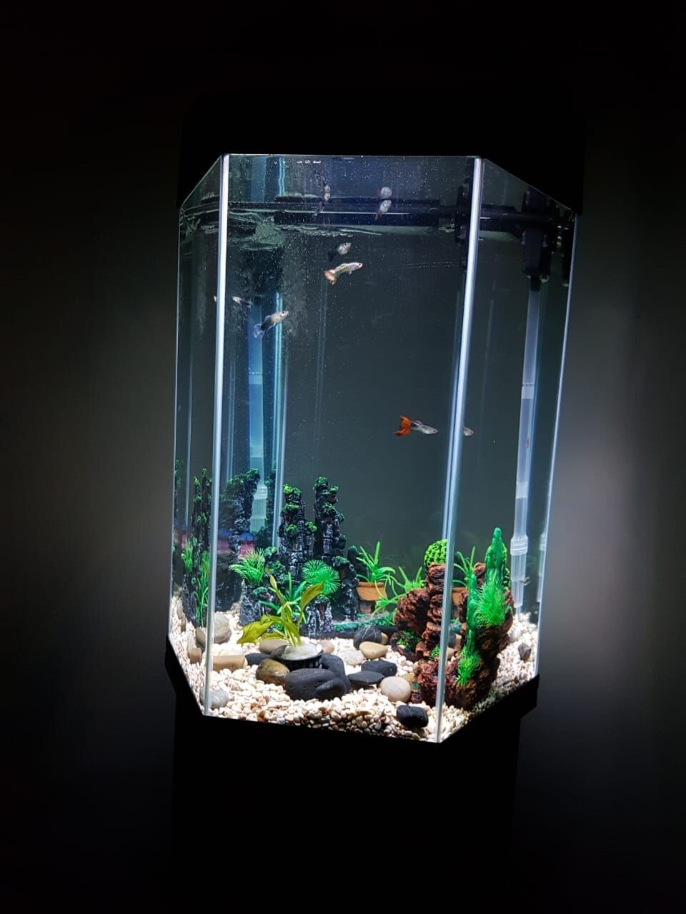 Jeddah, Pet Supplies, SAR 1000,  Hexagon Vertical Aquarium With Stand 70L