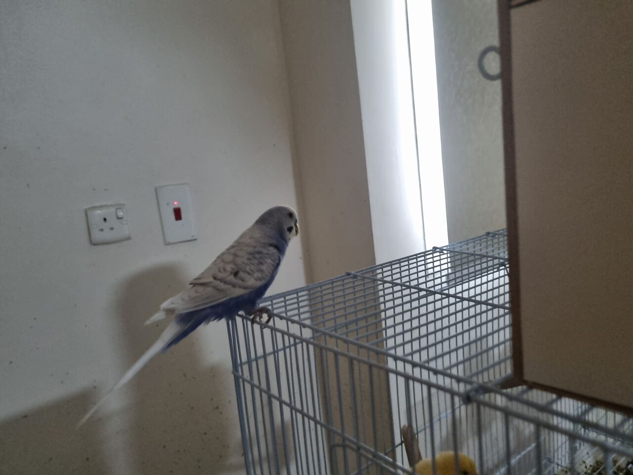 Al Thuqbah, Pet Supplies, SAR 100,  Budgerigar Birds (Budgies/ Love Birds) For Sale - With And Without Cage And Nest