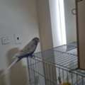 SAR 100,  Budgerigar Birds (Budgies/ Love Birds) For Sale - With And Without Cage And Nest