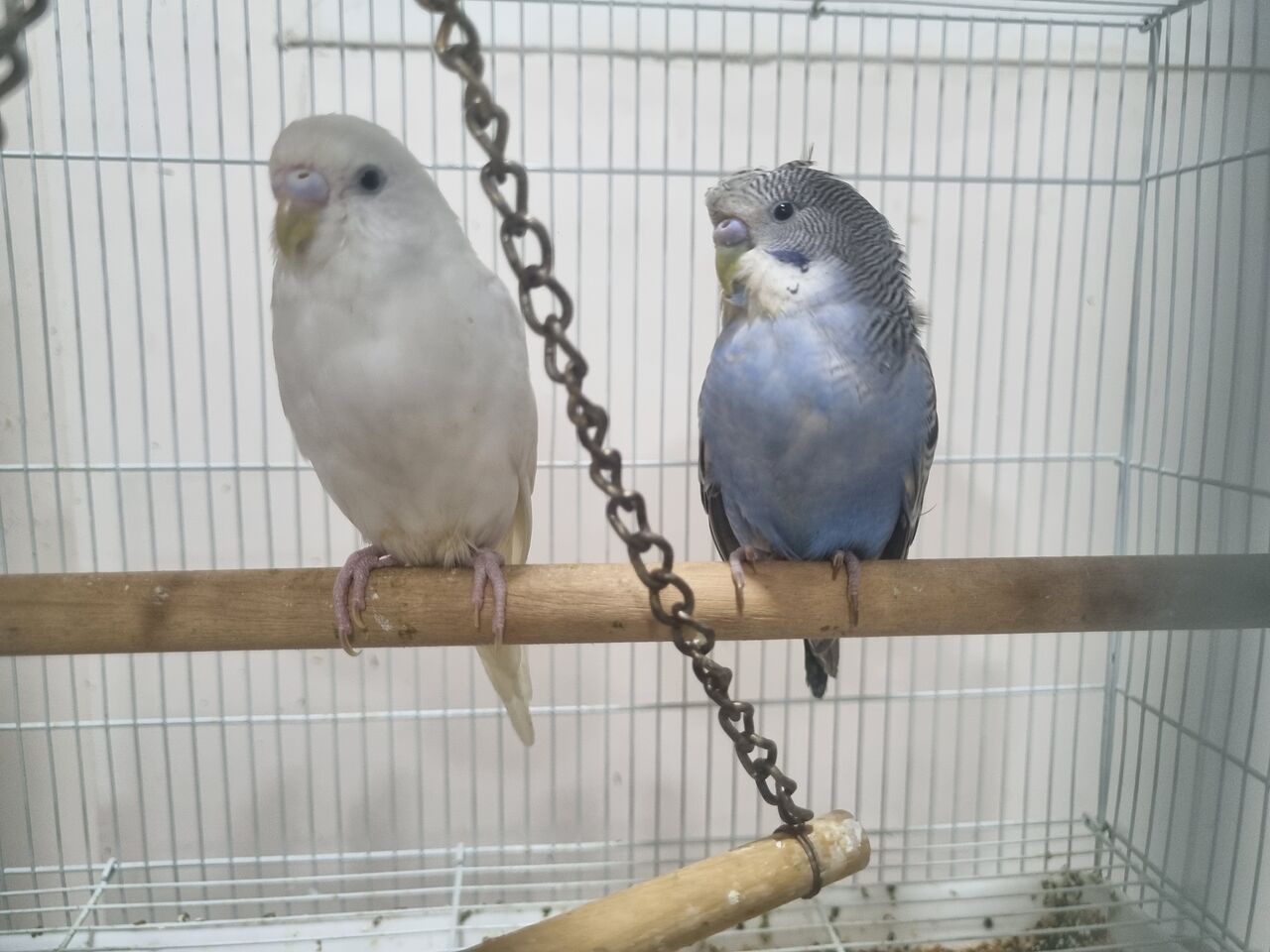 Al Thuqbah, Pet Supplies, SAR 100,  Budgerigar Birds (Budgies/ Love Birds) For Sale - With And Without Cage And Nest
