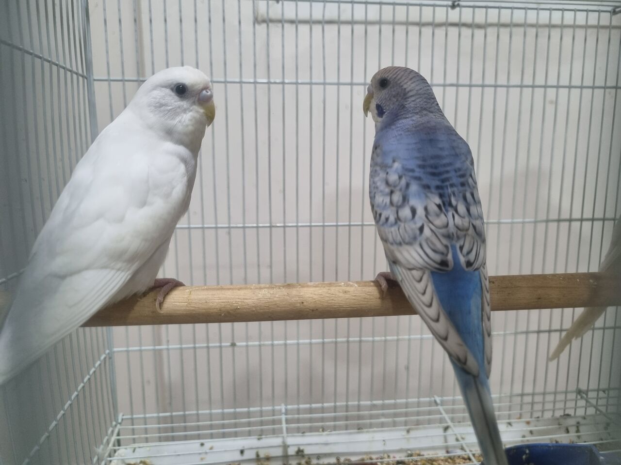 Al Thuqbah, Pet Supplies, SAR 100,  Budgerigar Birds (Budgies/ Love Birds) For Sale - With And Without Cage And Nest