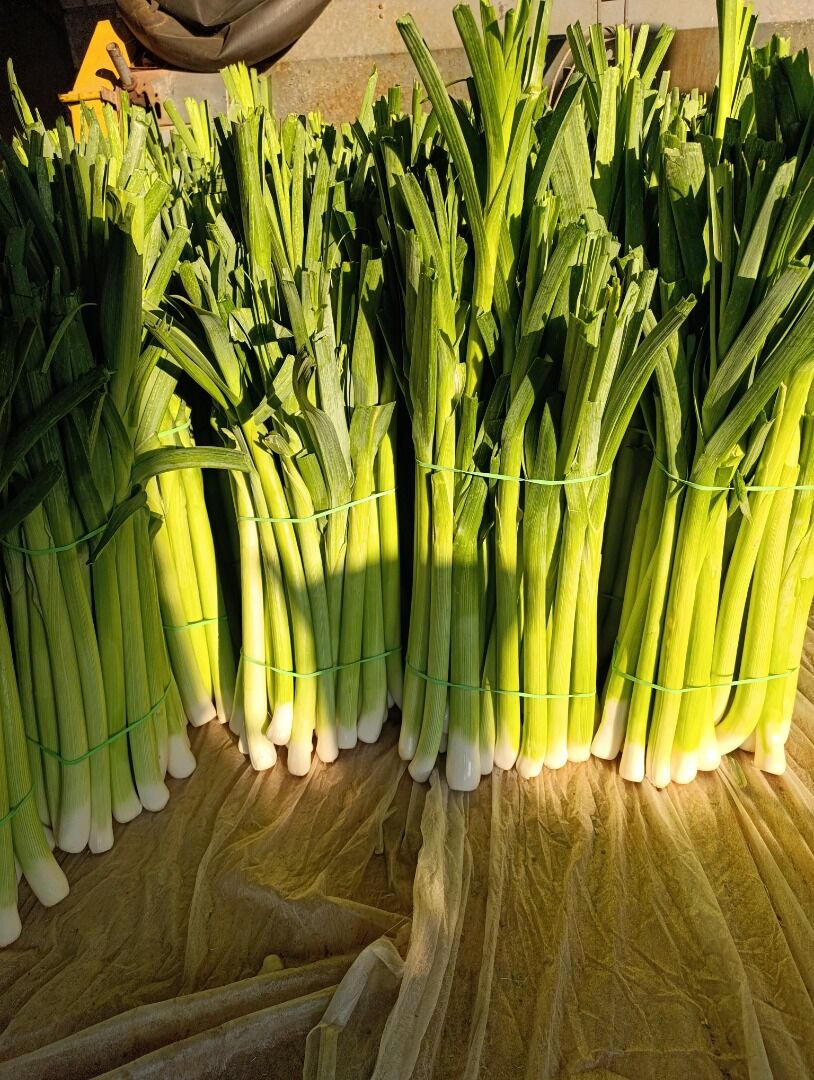 Brunei, Food, EUR 1,  Fresh Leek And Spring Onions