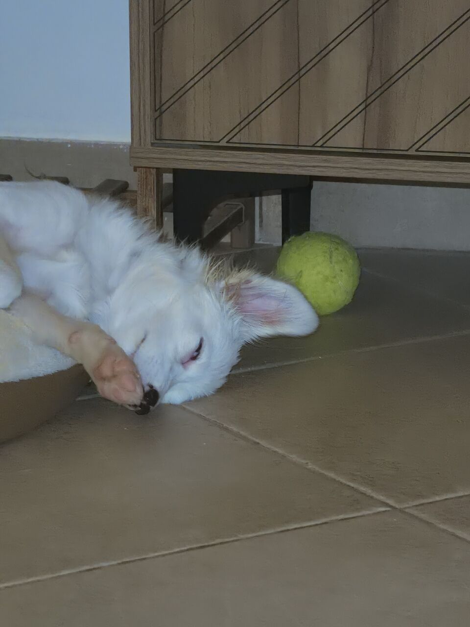 Olaya, Pet Supplies, SAR 1200,  Puppy 4 Months