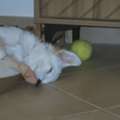 SAR 1200,  Puppy 4 Months