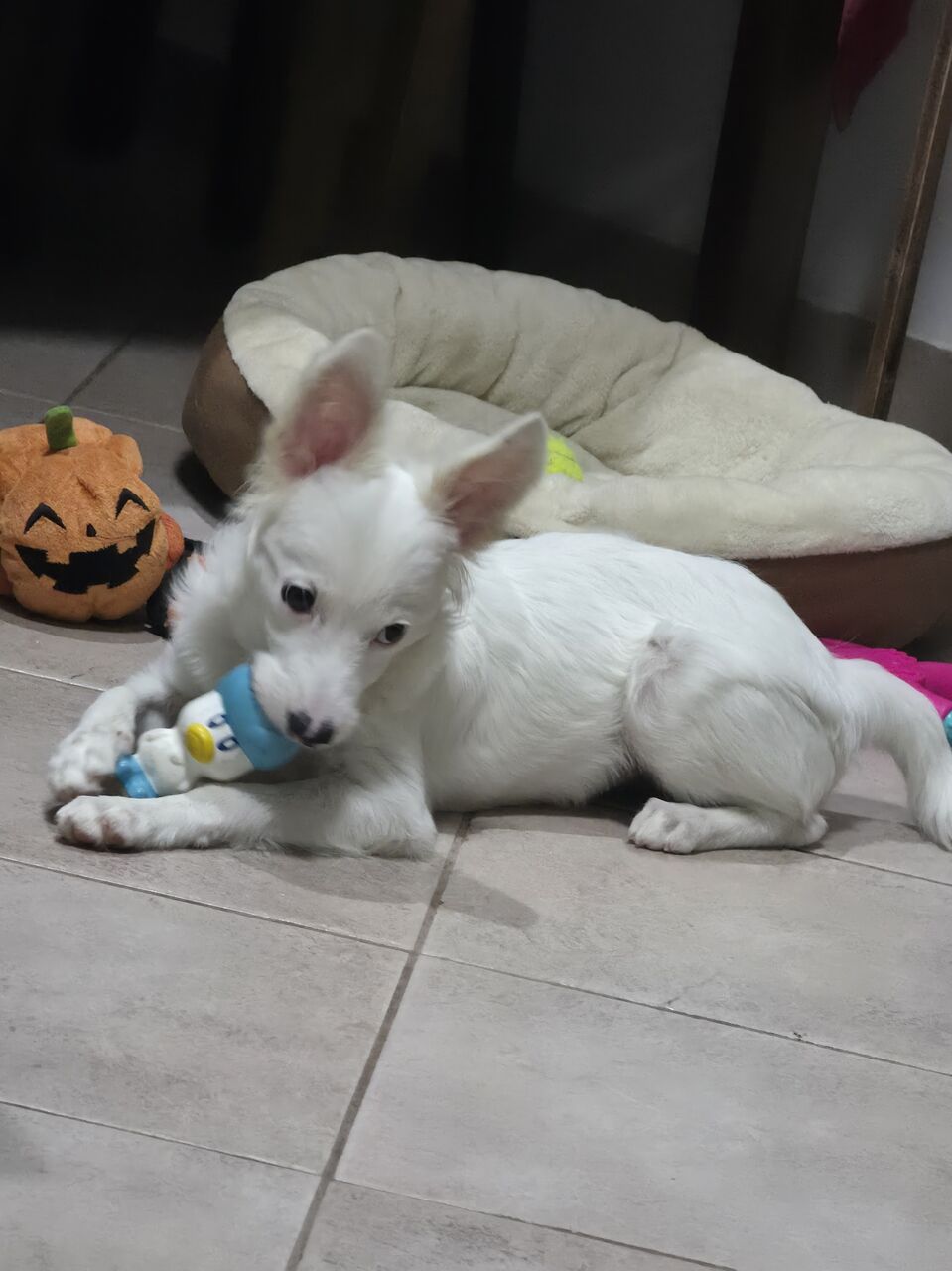 Olaya, Pet Supplies, SAR 1200,  Puppy 4 Months