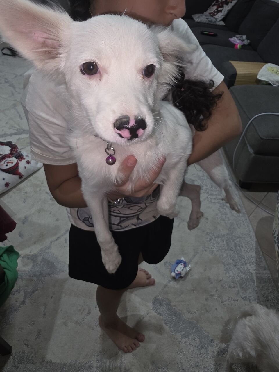 Olaya, Pet Supplies, SAR 1200,  Puppy 4 Months