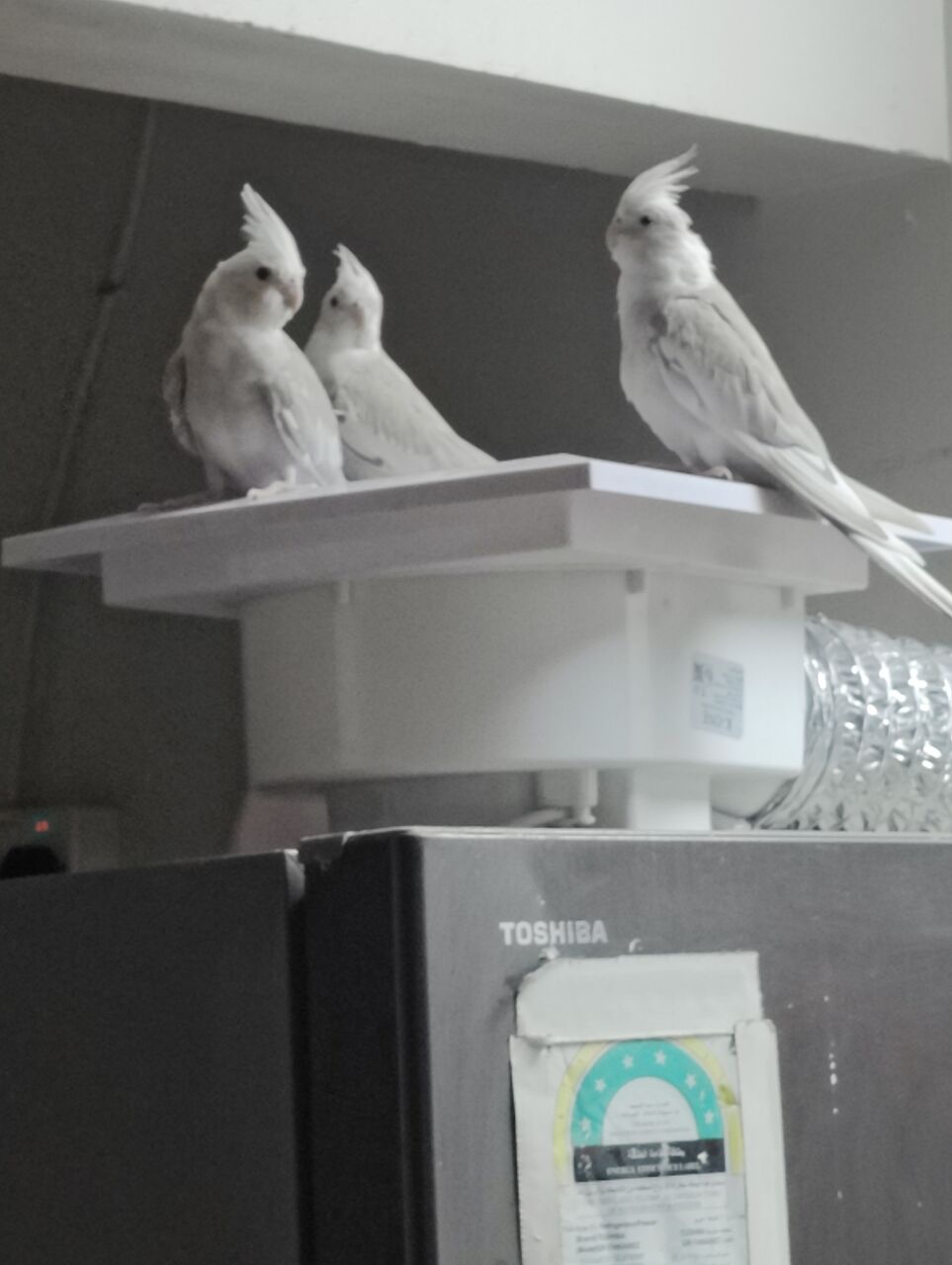 Dammam, Pet Supplies, SAR 170,  Holandi Cockteil Birds,