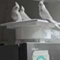 SAR 170,  Holandi Cockteil Birds,