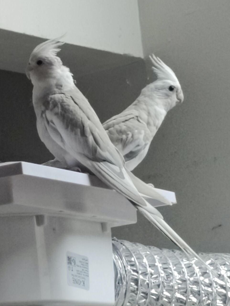 Dammam, Pet Supplies, SAR 170,  Holandi Cockteil Birds,