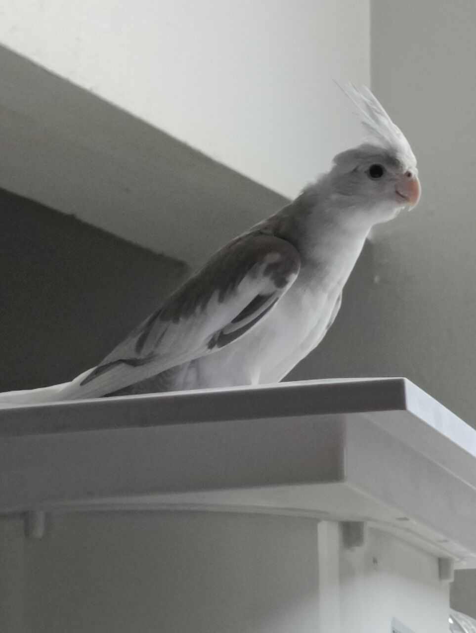 Dammam, Pet Supplies, SAR 170,  Holandi Cockteil Birds,