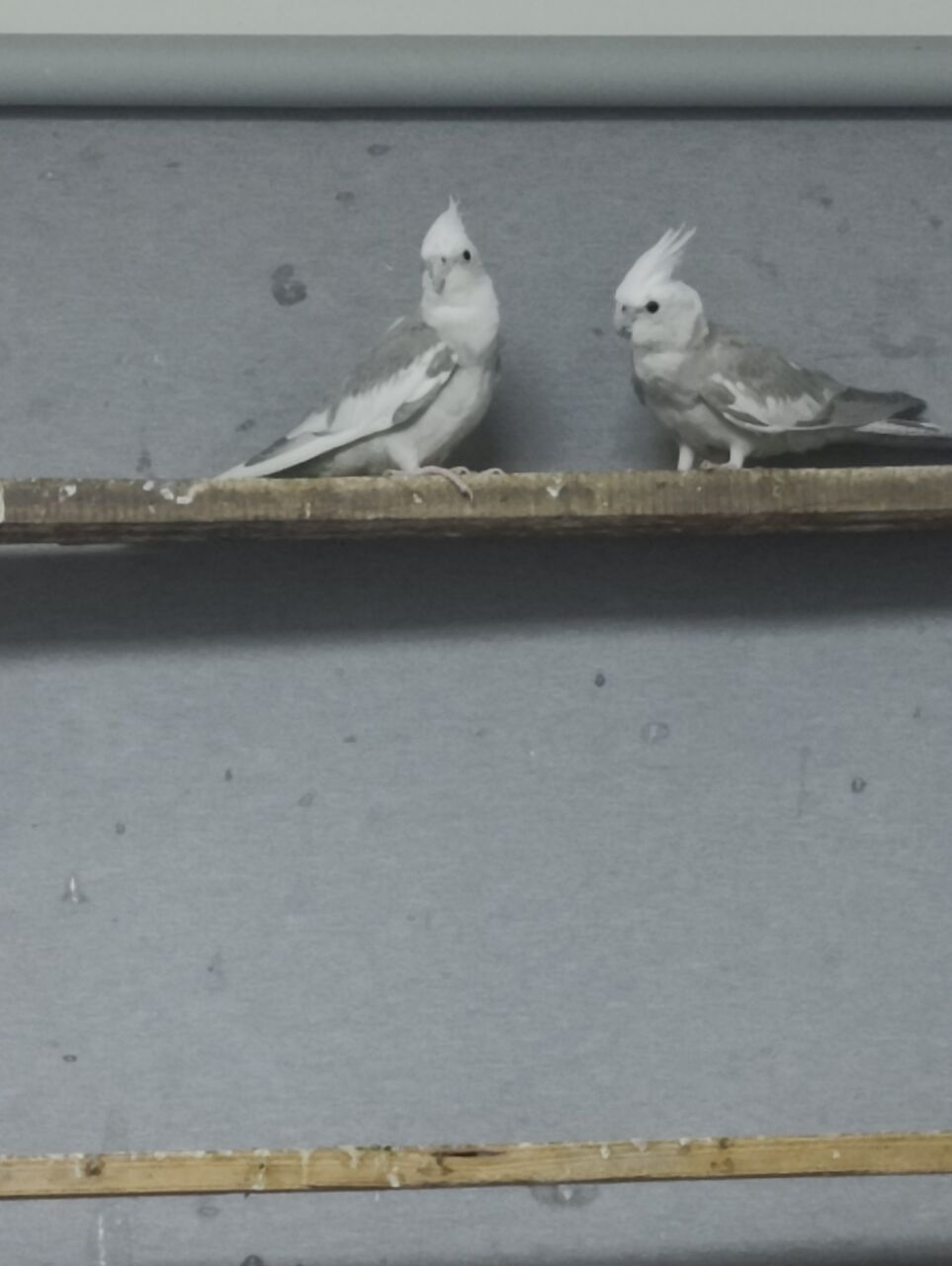 Dammam, Pet Supplies, SAR 170,  Holandi Cockteil Birds,