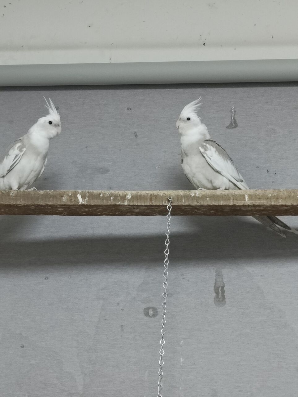 Dammam, Pet Supplies, SAR 170,  Holandi Cockteil Birds,