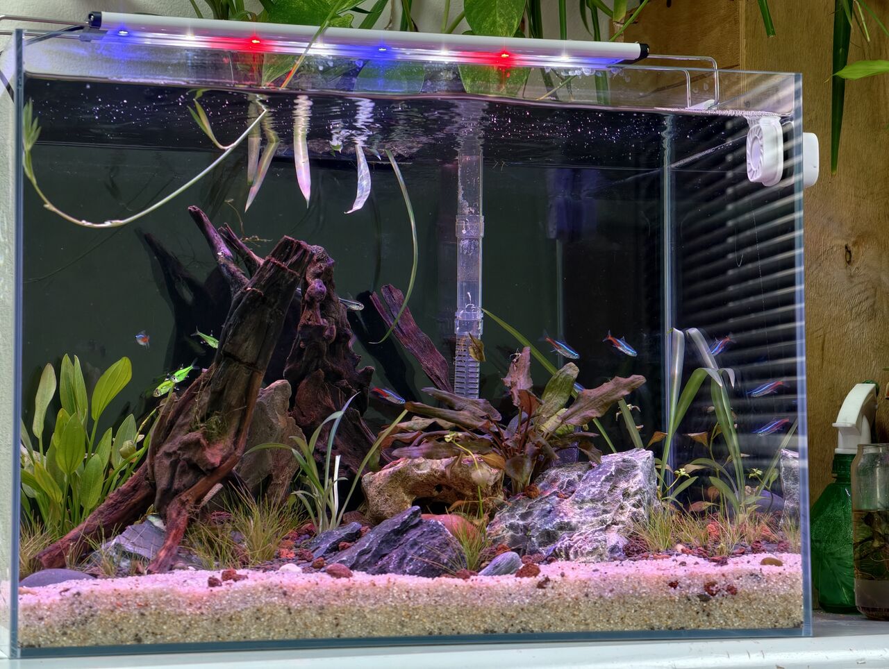 Muharraq, Pet Supplies, BHD 60,  COMPLETE SET PLANTED TANK