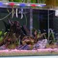 BHD 60,  COMPLETE SET PLANTED TANK