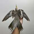 SAR 400,  Beautiful Tamed Cockatiel For Sale
