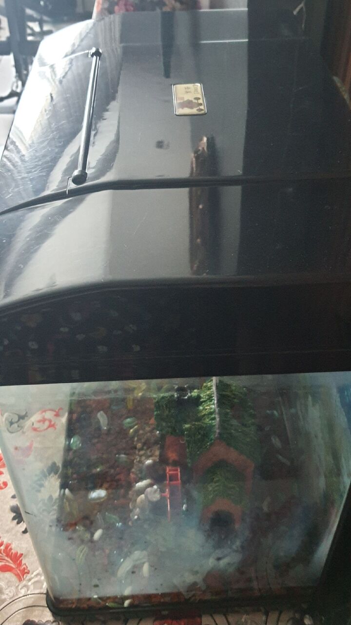 Busaiteen, Pet Supplies, BHD 30,  FISH AQUARIUM