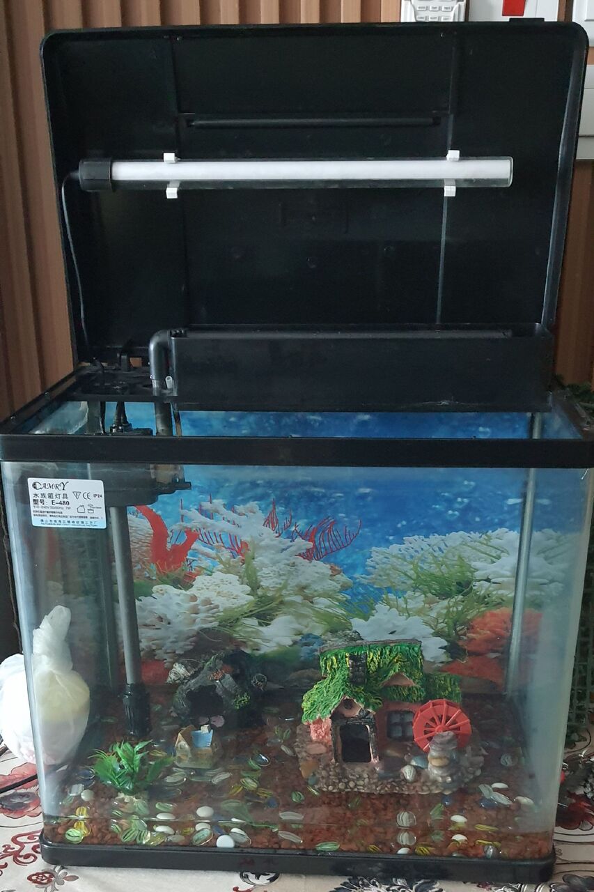 Busaiteen, Pet Supplies, BHD 30,  FISH AQUARIUM