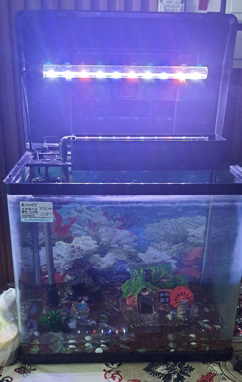 Busaiteen, Pet Supplies, BHD 30,  FISH AQUARIUM