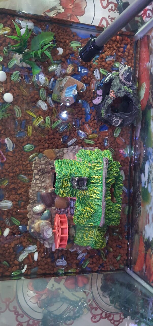 Busaiteen, Pet Supplies, BHD 30,  FISH AQUARIUM