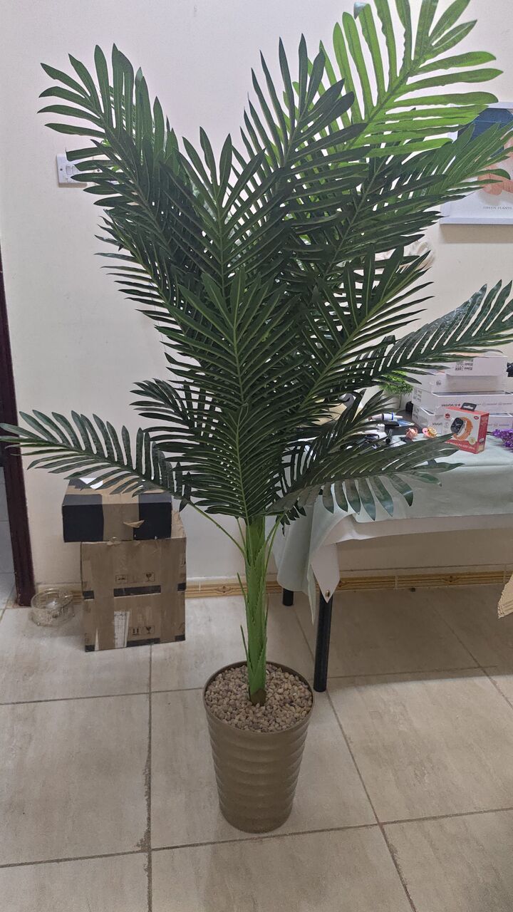 Tabuk City, Household Items, SAR 70,  Plant For Sale