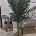 SAR 70,  Plant For Sale