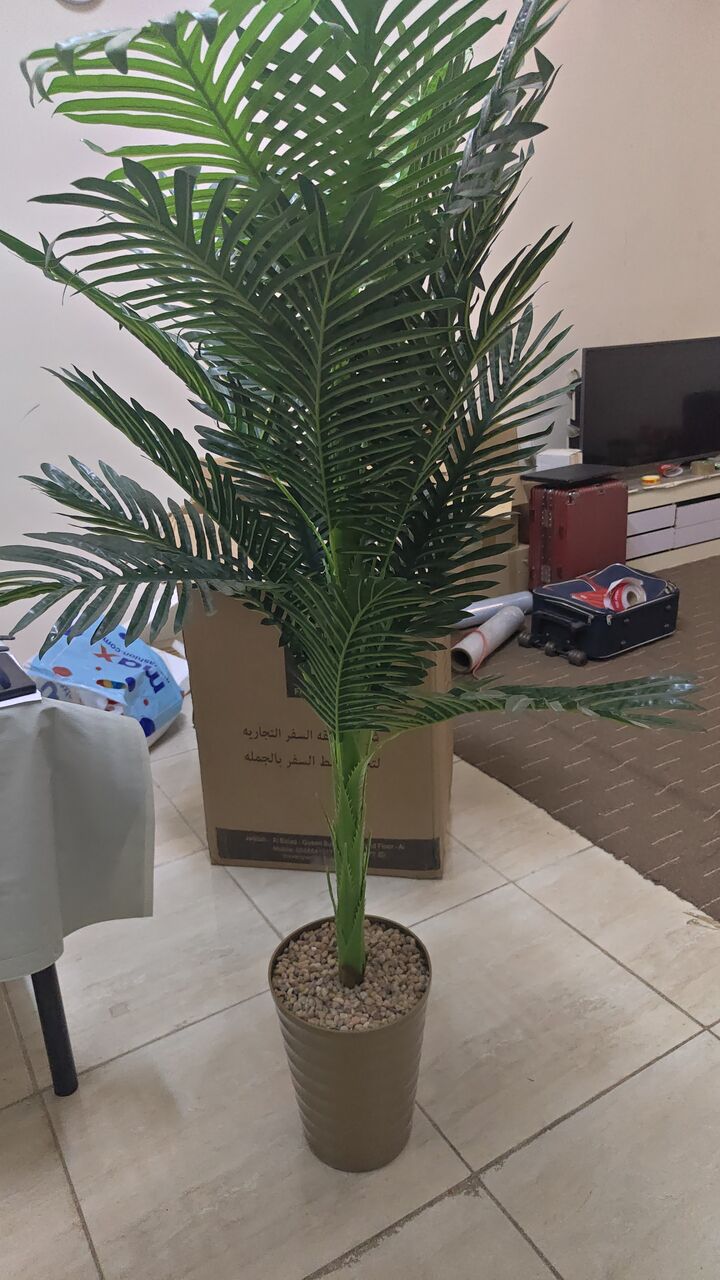 Tabuk City, Household Items, SAR 70,  Plant For Sale