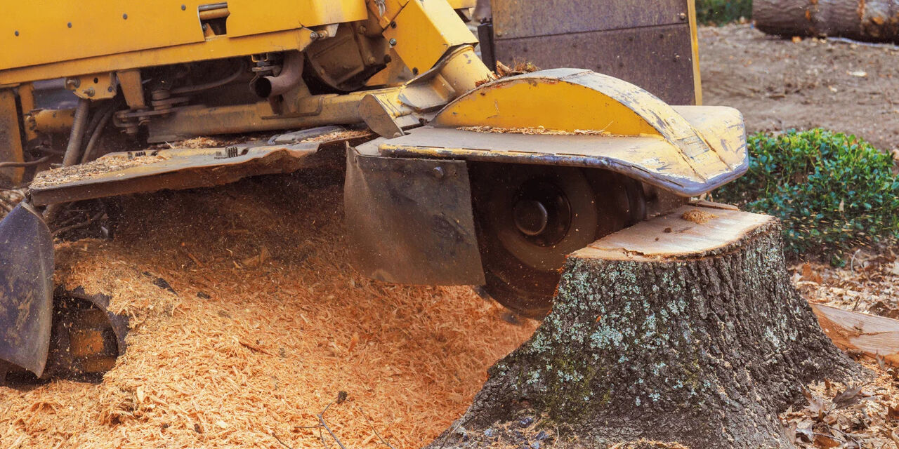 New York, Construction, What Should You Look For In A Stump Grinder Service?
