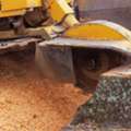 What Should You Look For In A Stump Grinder Service?