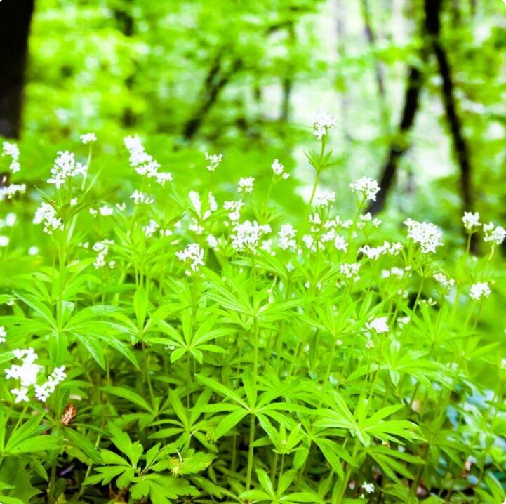 New York, Farm/Garden, Turn Shady Corners Into Green Retreats With Sweet Woodruff