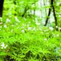 Turn Shady Corners Into Green Retreats With Sweet Woodruff