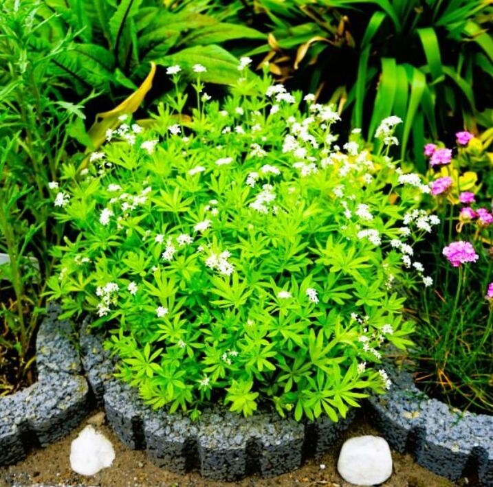 New York, Farm/Garden, Turn Shady Corners Into Green Retreats With Sweet Woodruff