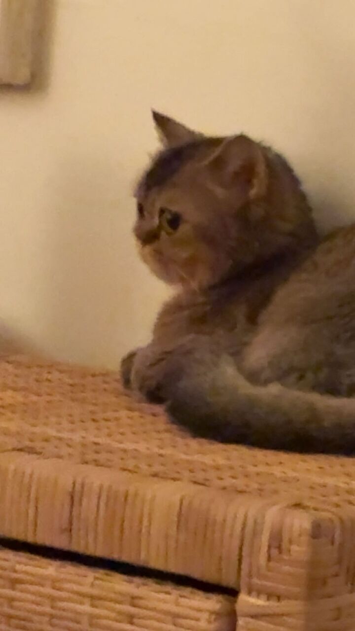 Riyadh, Pet Adoption, Cute And Affectionate Cat For Adoption