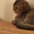 Cute And Affectionate Cat For Adoption