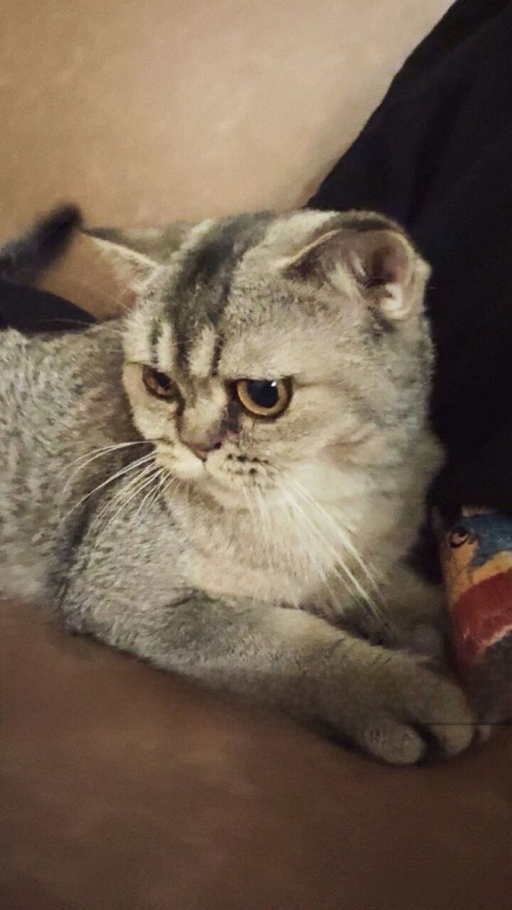 Riyadh, Pet Adoption, Cute And Affectionate Cat For Adoption