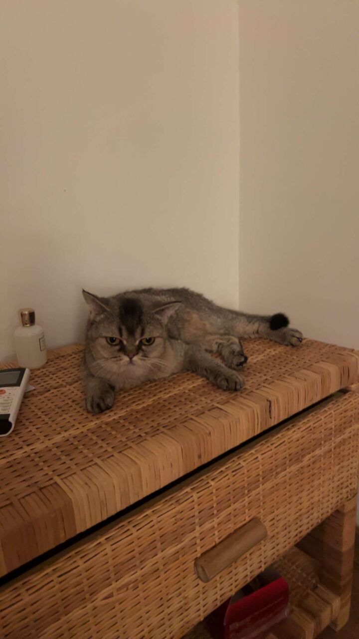 Riyadh, Pet Adoption, Cute And Affectionate Cat For Adoption