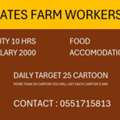 DATES FARM WORKERS