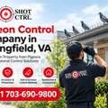 Springfield, VA Pigeon Control Information For Property Owners