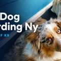 Rye Dog Boarding NY
