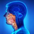 Specialized Head & Neck Cancer Treatment In Noida By Expert