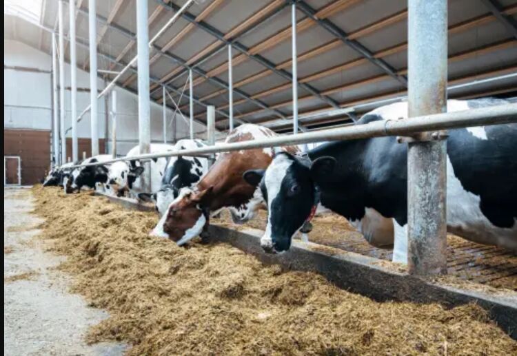 Bhubaneswar, Industrial Machinery, INR 7440013121,  Livestock Engineering Solutions | Easy Agrotech