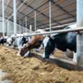 INR 7440013121,  Livestock Engineering Solutions | Easy Agrotech