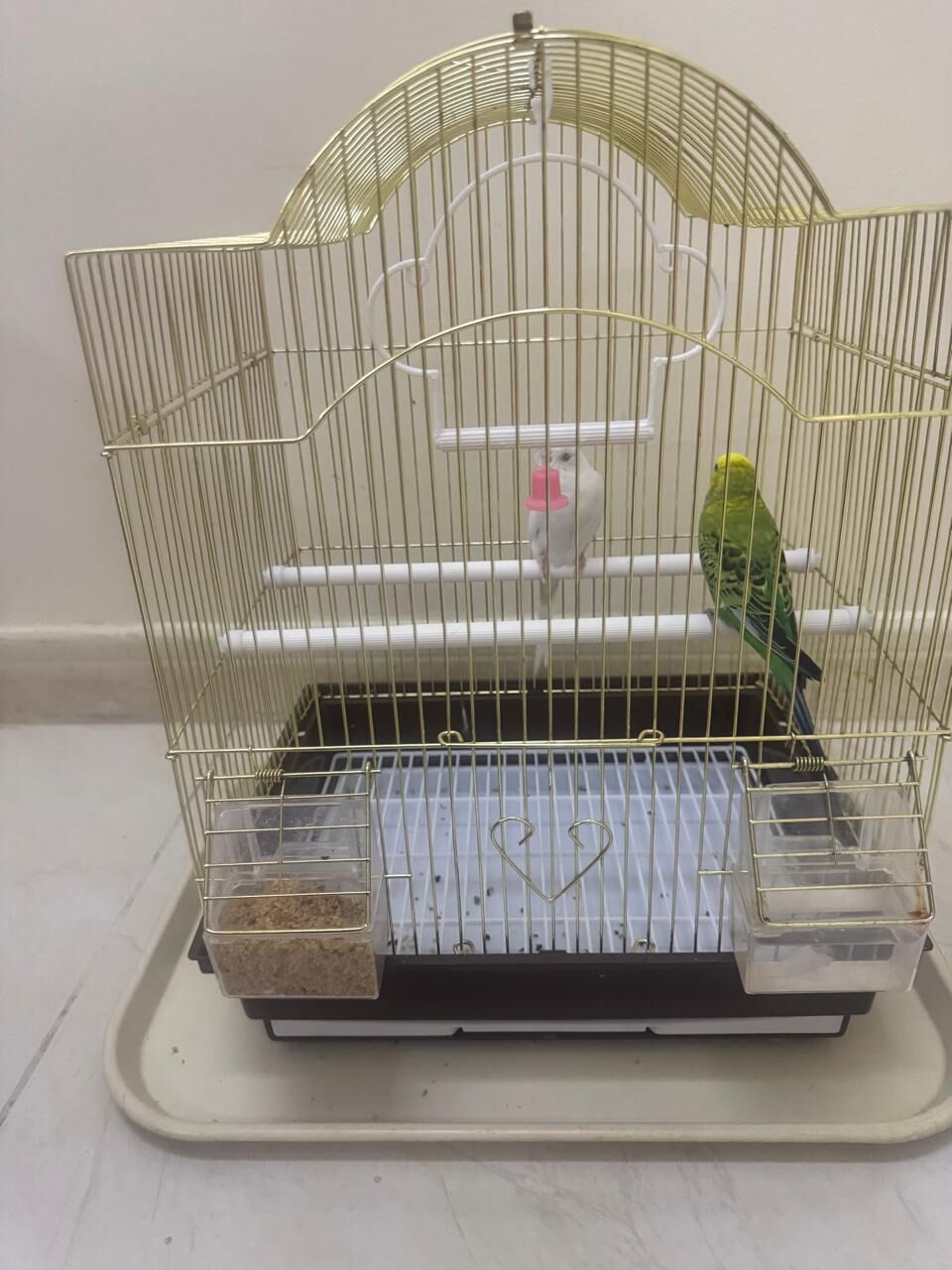 Jeddah, Pet Supplies, SAR 150,  PET BIRDS With Cage
