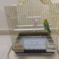 SAR 150,  PET BIRDS With Cage