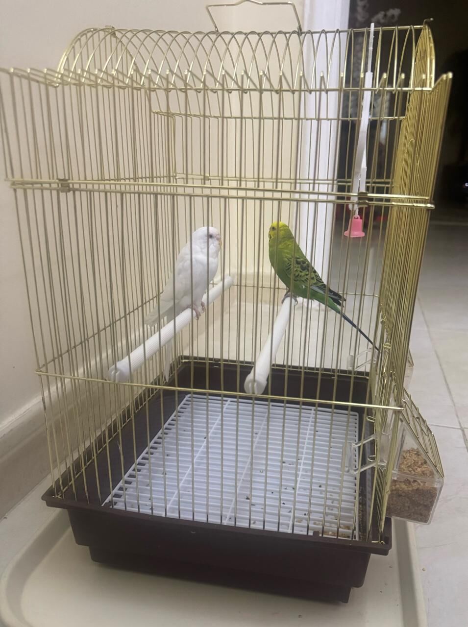 Jeddah, Pet Supplies, SAR 150,  PET BIRDS With Cage