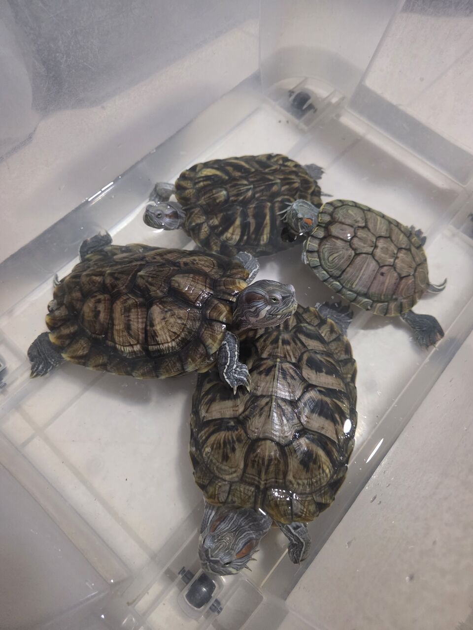 Hidd, Pet Supplies, BHD 100,  4 Big Size Red Ears Sliders For Sale -Hidd Area