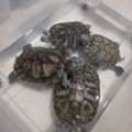BHD 100,  4 Big Size Red Ears Sliders For Sale -Hidd Area