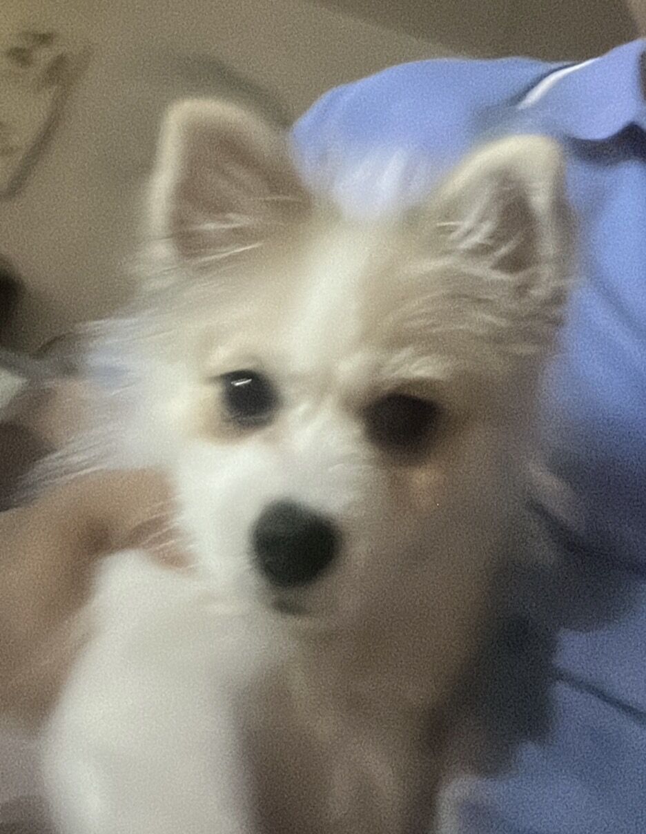 Khobar, Pet Supplies, SAR 1500,  Pomchi Puppy Available