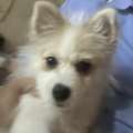 SAR 1500,  Pomchi Puppy Available