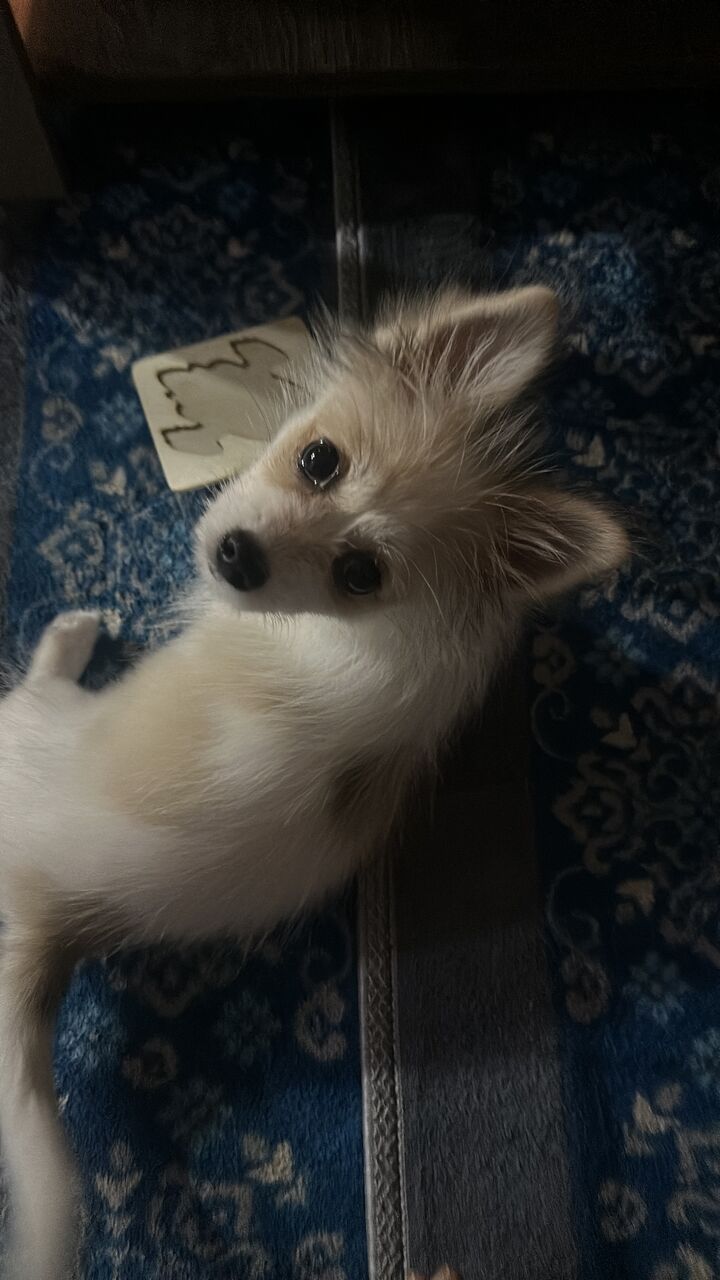 Khobar, Pet Supplies, SAR 1500,  Pomchi Puppy Available