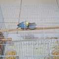 SAR 80,  Pair For 80 Sar With Cage